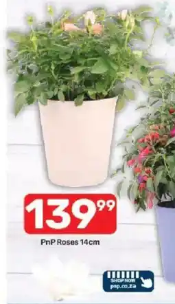 Pick n Pay PnP Roses 14cm offer