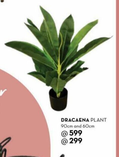 Rochester DRACAENA Plant 90cm offer