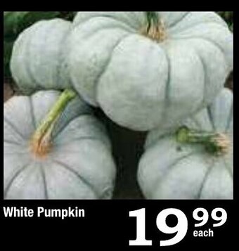 Oxford Freshmarket White Pumpkin offer