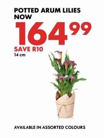 Potted Arum Lilies 14cm
