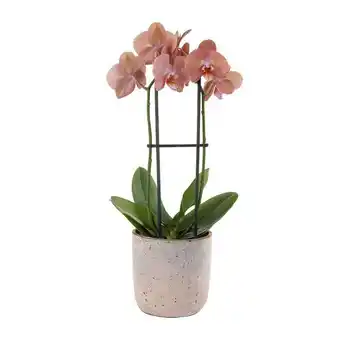 2 spike phaelanopsis orchid in clay pot